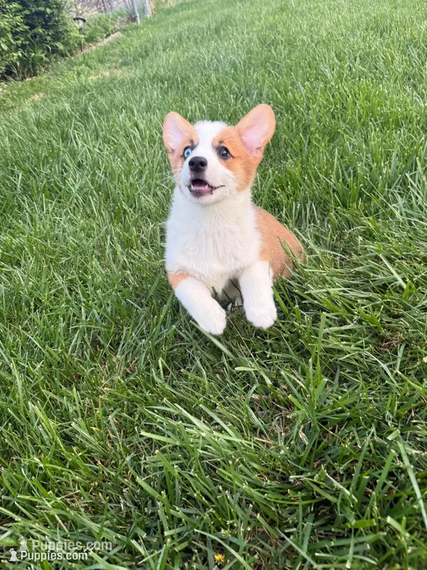 Willy – Pembroke Welsh Corgi puppy for sale in Springfield, MO