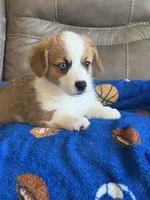 Willy, a male Pembroke Welsh Corgi for sale in Springfield, MO – Photo 8 of 10