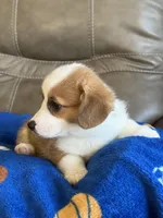 Willy, a male Pembroke Welsh Corgi for sale in Springfield, MO – Photo 2 of 10