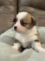 Willy, a male Pembroke Welsh Corgi for sale in Springfield, MO – Photo 8 of 9