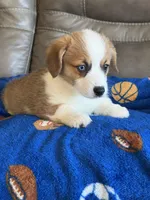 Willy, a male Pembroke Welsh Corgi for sale in Springfield, MO – Photo 10 of 10