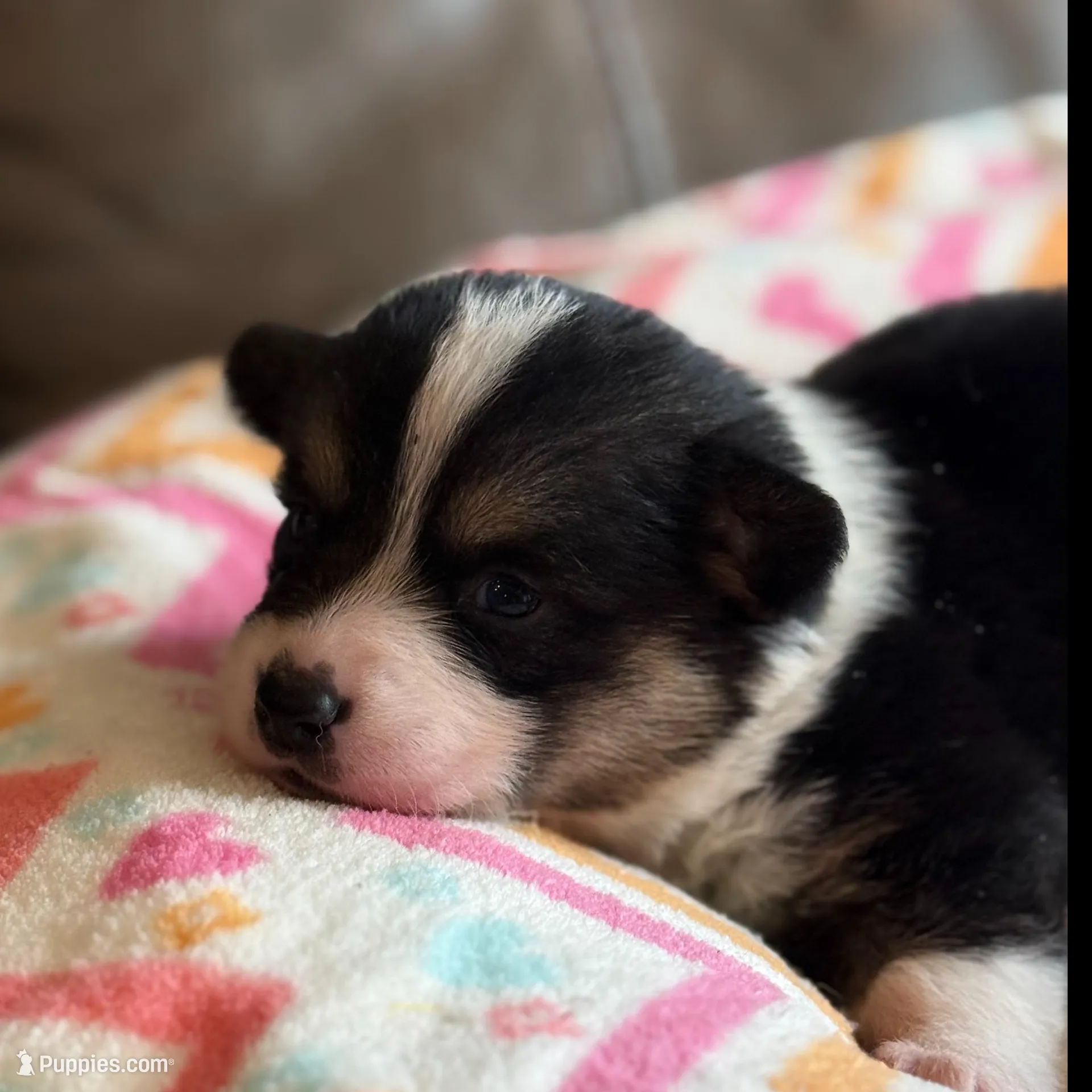 Luke, a male Pembroke Welsh Corgi for sale in Springfield, MO – Photo 2 of 4