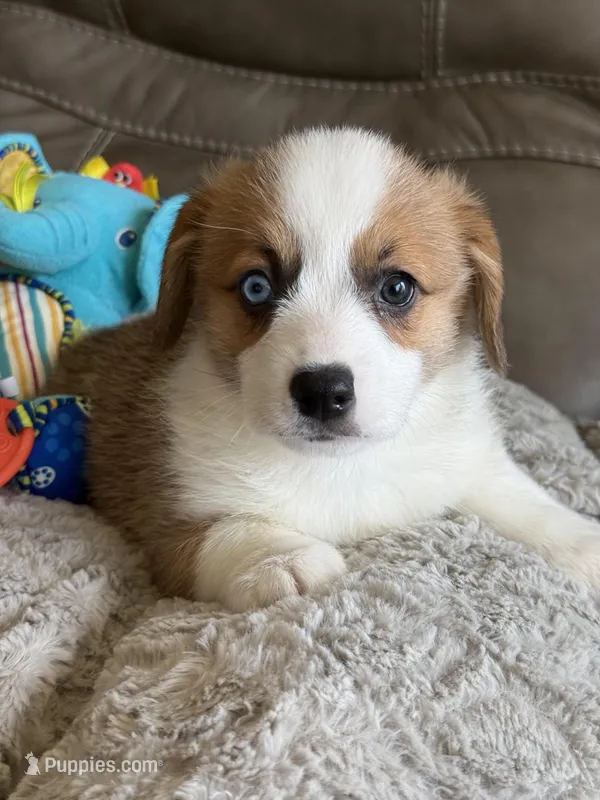 Willy – Pembroke Welsh Corgi puppy for sale in Springfield, MO
