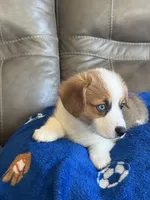 Willy, a male Pembroke Welsh Corgi for sale in Springfield, MO – Photo 3 of 10