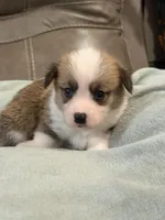 Willy, a male Pembroke Welsh Corgi for sale in Springfield, MO – Photo 5 of 9