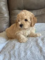 Issac, a male Cavapoo for sale in Springfield, MO – 10 of 10