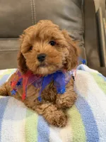 Macho, a male Cavapoo for sale in Springfield, MO – 10 of 10