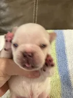 Albert, a male French Bulldog for sale in Springfield, MO – 5 of 6