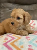 Gretta, a female Cavapoo for sale in Springfield, MO – 2 of 10