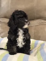 Jett, a male Cavapoo for sale in Springfield, MO – 9 of 10