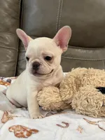 Alex, a male French Bulldog for sale in Springfield, MO – 2 of 10