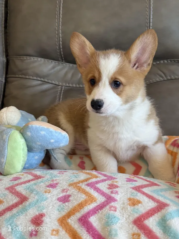 Waylon – Pembroke Welsh Corgi puppy for sale in Springfield, MO
