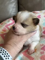 Waylon, a male Pembroke Welsh Corgi for sale in Springfield, MO – Photo 7 of 9