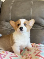 Waylon, a male Pembroke Welsh Corgi for sale in Springfield, MO – Photo 4 of 10