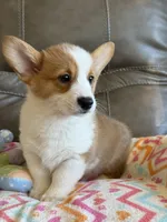 Waylon, a male Pembroke Welsh Corgi for sale in Springfield, MO – Photo 6 of 10