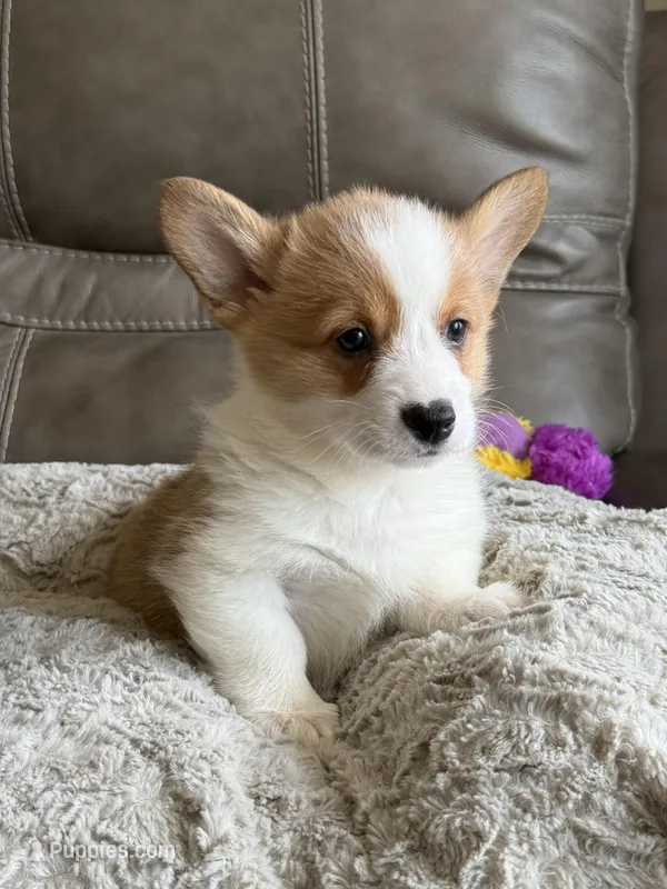 Waylon – Pembroke Welsh Corgi puppy for sale in Springfield, MO