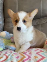 Waylon, a male Pembroke Welsh Corgi for sale in Springfield, MO – Photo 8 of 10