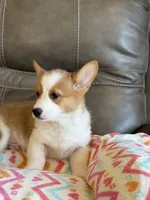 Waylon, a male Pembroke Welsh Corgi for sale in Springfield, MO – Photo 10 of 10
