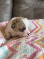 Waylon, a male Pembroke Welsh Corgi for sale in Springfield, MO – Photo 2 of 9