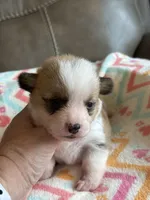 Waylon, a male Pembroke Welsh Corgi for sale in Springfield, MO – Photo 6 of 9