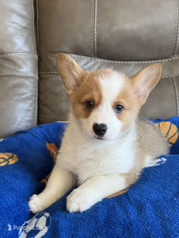 Waylon – Pembroke Welsh Corgi puppy for sale in Springfield, MO