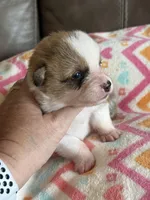 Waylon, a male Pembroke Welsh Corgi for sale in Springfield, MO – Photo 8 of 9