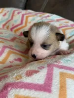 Waylon, a male Pembroke Welsh Corgi for sale in Springfield, MO – Photo 9 of 9