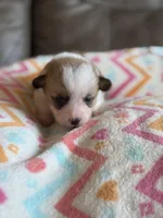 Waylon, a male Pembroke Welsh Corgi for sale in Springfield, MO – Photo 3 of 9