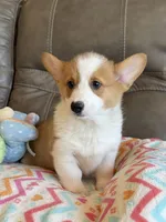 Waylon, a male Pembroke Welsh Corgi for sale in Springfield, MO – Photo 5 of 10