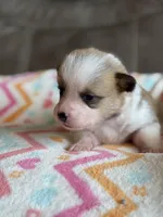 Waylon, a male Pembroke Welsh Corgi for sale in Springfield, MO – Photo 5 of 9