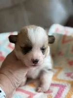 Waylon, a male Pembroke Welsh Corgi for sale in Springfield, MO – Photo 4 of 9