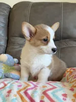 Waylon, a male Pembroke Welsh Corgi for sale in Springfield, MO – Photo 7 of 10