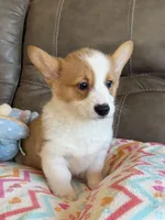 Waylon, a male Pembroke Welsh Corgi for sale in Springfield, MO – Photo 2 of 10