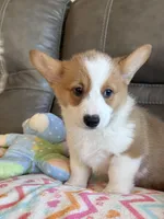 Waylon, a male Pembroke Welsh Corgi for sale in Springfield, MO – Photo 9 of 10