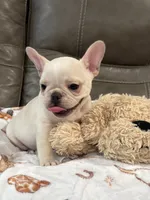 Alex, a male French Bulldog for sale in Springfield, MO – 4 of 10