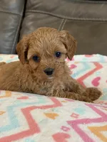 Gabby, a female Cavapoo for sale in Springfield, MO – 10 of 10