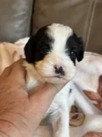 Jasper, a male Cavapoo for sale in Springfield, MO – 6 of 7