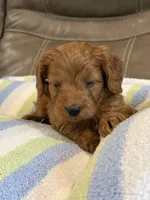 George, a male Cavapoo for sale in Springfield, MO – 4 of 10