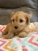Gretta, a female Cavapoo for sale in Springfield, MO – 4 of 10