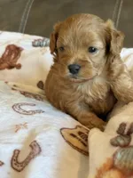 Max, a male Cavapoo for sale in Springfield, MO – 6 of 10