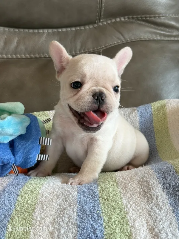 Alex – French Bulldog puppy for sale in Springfield, MO