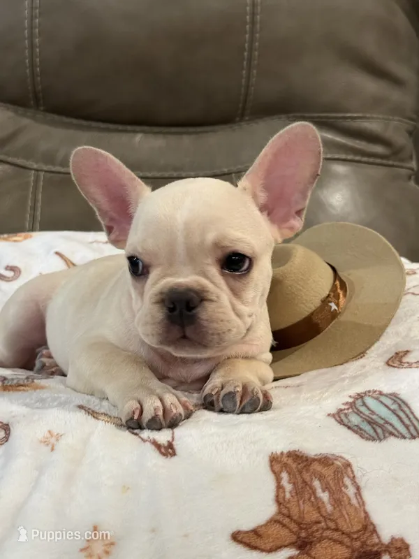 Albert – French Bulldog puppy for sale in Springfield, MO