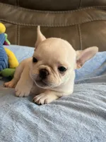 Alex, a male French Bulldog for sale in Springfield, MO – 7 of 10