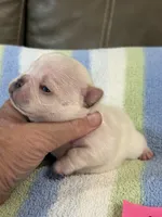 Alex, a male French Bulldog for sale in Springfield, MO – 6 of 6