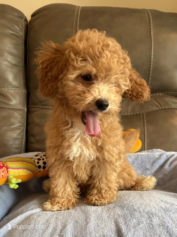 Melvin – Cavapoo puppy for sale in Springfield, MO