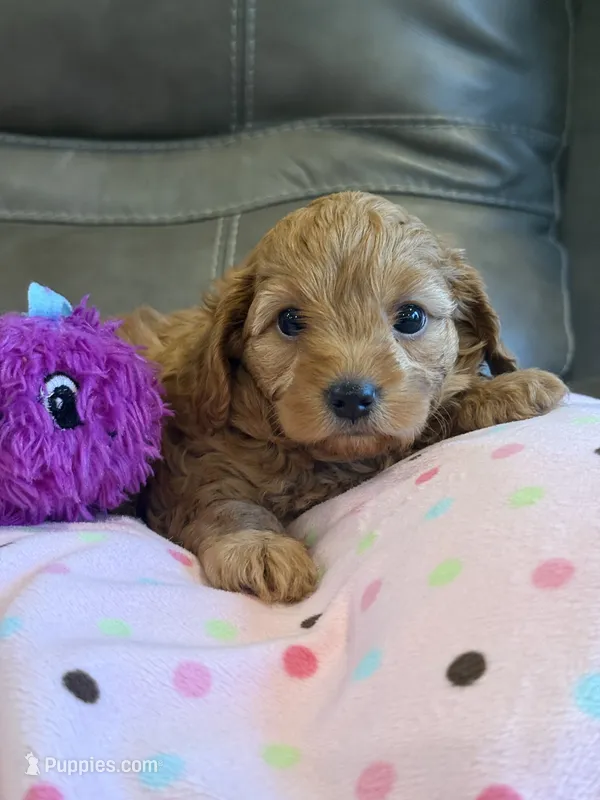 Wanda – Cavapoo puppy for sale in Springfield, MO