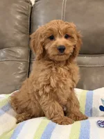 Griffin, a male Cavapoo for sale in Springfield, MO – 3 of 10