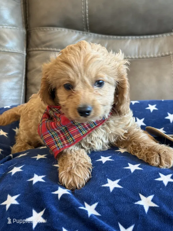 Gizmo – Cavapoo puppy for sale in Springfield, MO