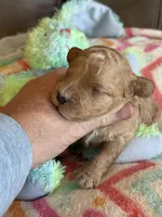 Ian, a male Cavapoo for sale in Springfield, MO – Photo 2 of 8
