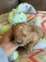 Ian, a male Cavapoo for sale in Springfield, MO – Photo 4 of 8